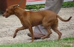 Cães