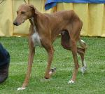 Cães