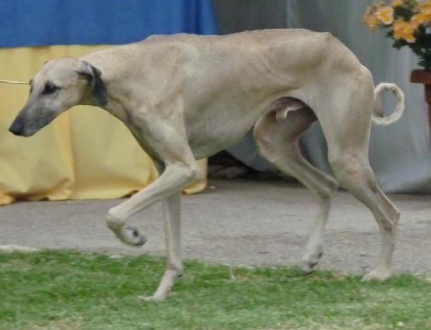 Galgo Árabe
