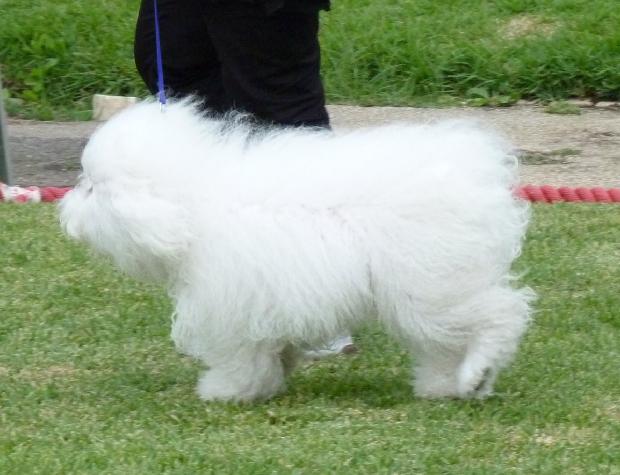 Bichon Bolonhês