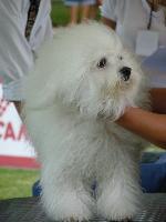 Cães