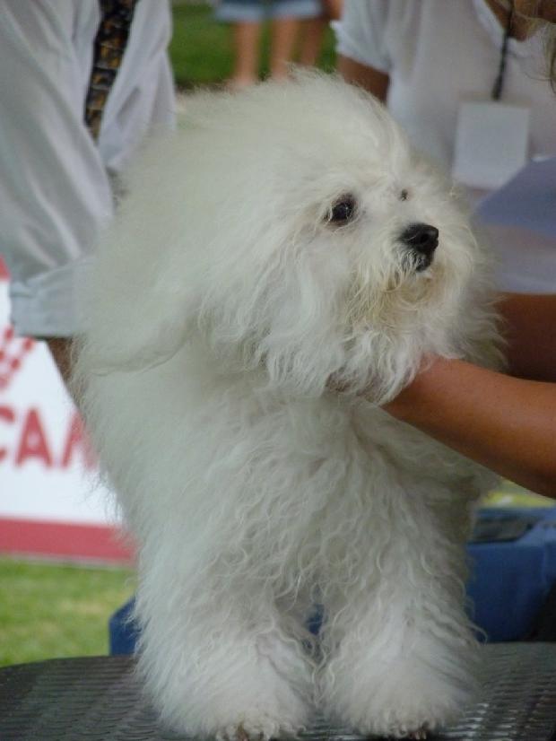 Bichon Bolonhês