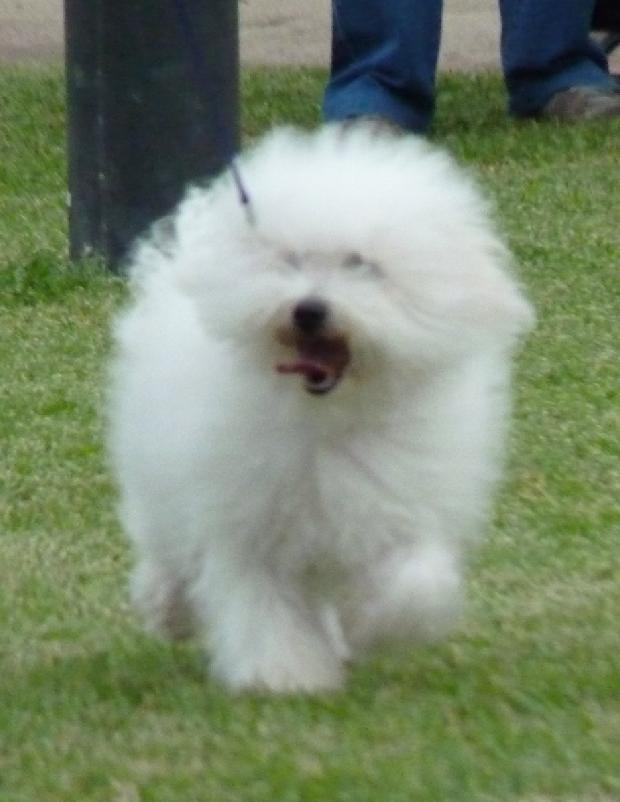 Bichon Bolonhês