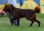 Criadores de cães Dogue do Tibete