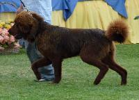 Criadores de cães Dogue do Tibete