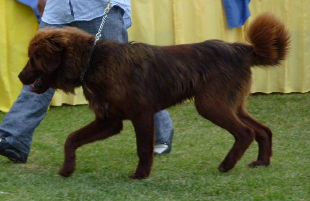 Dogue do Tibete