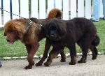 Cães