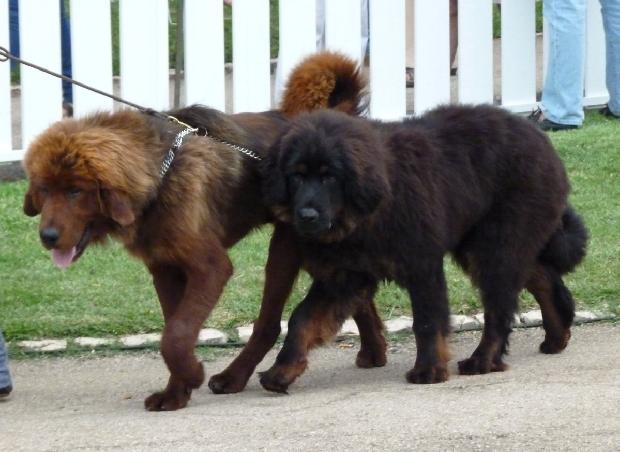 Dogue do Tibete