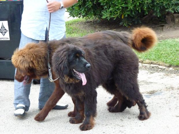 Dogue do Tibete