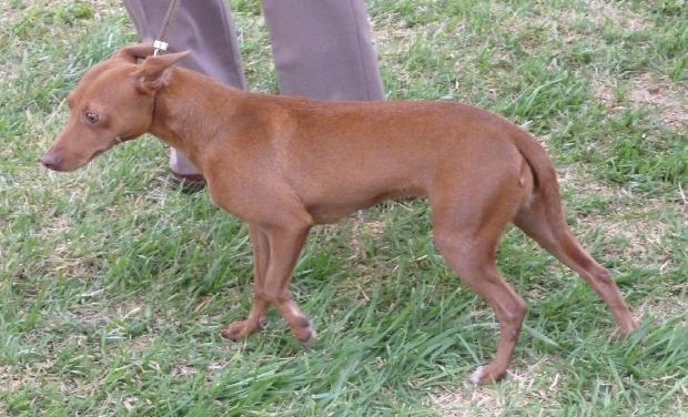 Podengo Andaluz
