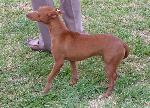 Cães