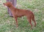 Cães
