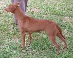 Cães