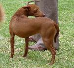 Cães