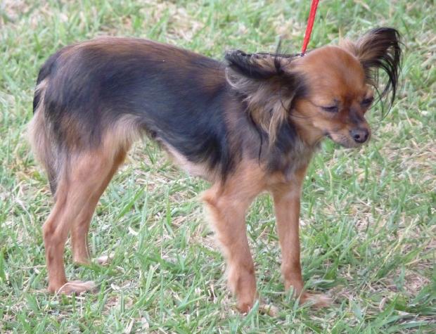 Pequeno Cão Russo