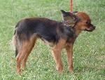 Cães