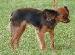 Cães