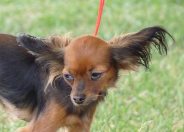 Pequeno Cão Russo