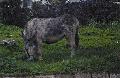 Burro