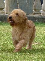 Cães