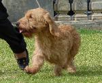 Cães