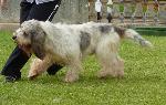 Cães