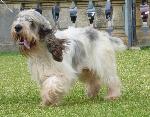 Cães