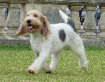 Cães