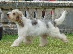 Cães