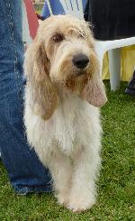 Cães
