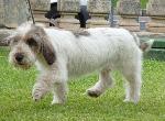 Cães