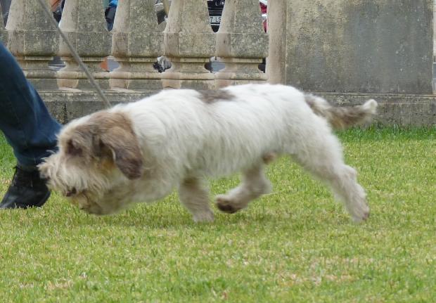 Petit Basset Griffon Vendéen