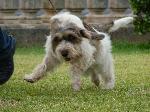Cães