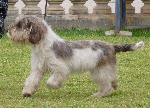 Cães