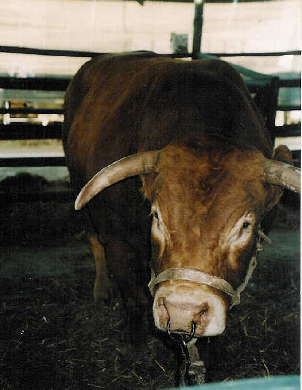 Vaca