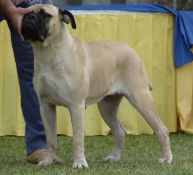 Bullmastiff