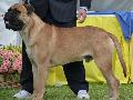 Bullmastiff
