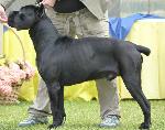 Cães