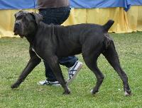 Criadores de cães Corso Italiano