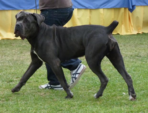 Cane Corso Italiano