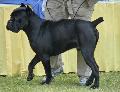 Cane Corso Italiano