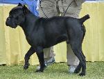 Cães