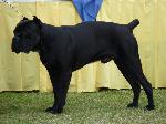 Cães