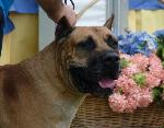 Criadores de cães Dogue Canário