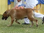 Cães