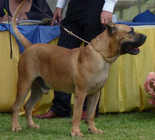 Dogue Canário