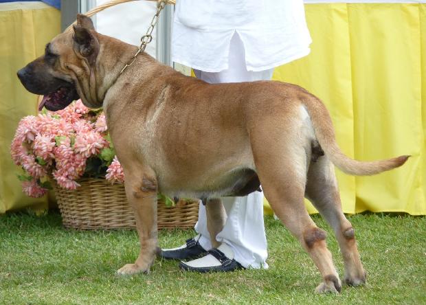 Dogue Canário