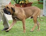 Cães