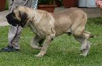 Cães