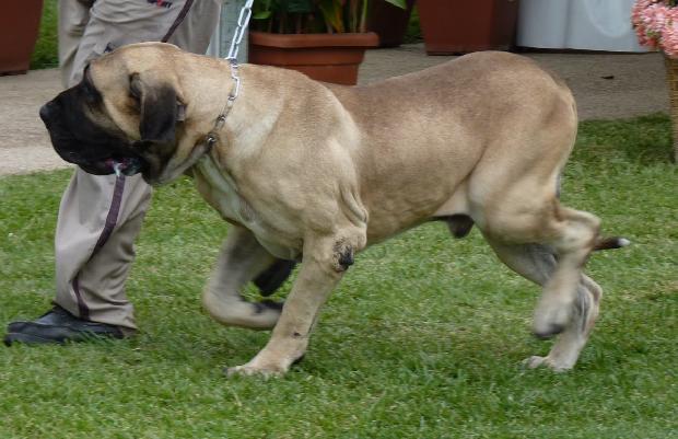 Fila Brasileiro